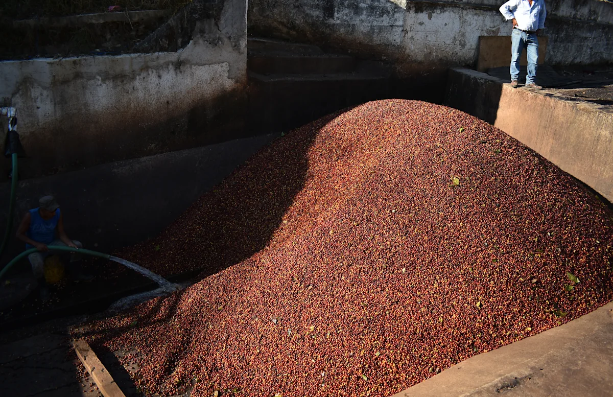 Guatemalan_4