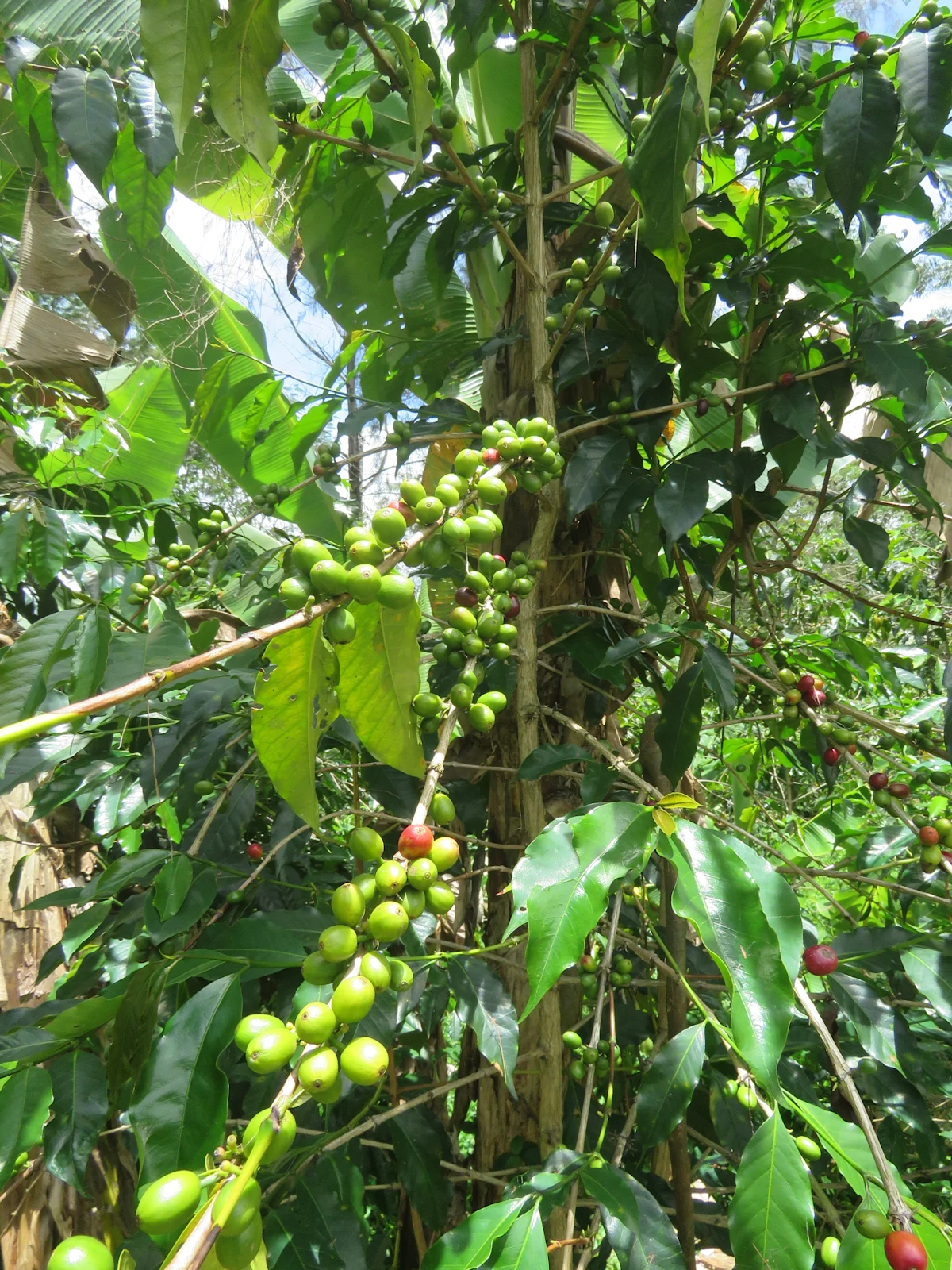 PNG_origintrip_coffee1