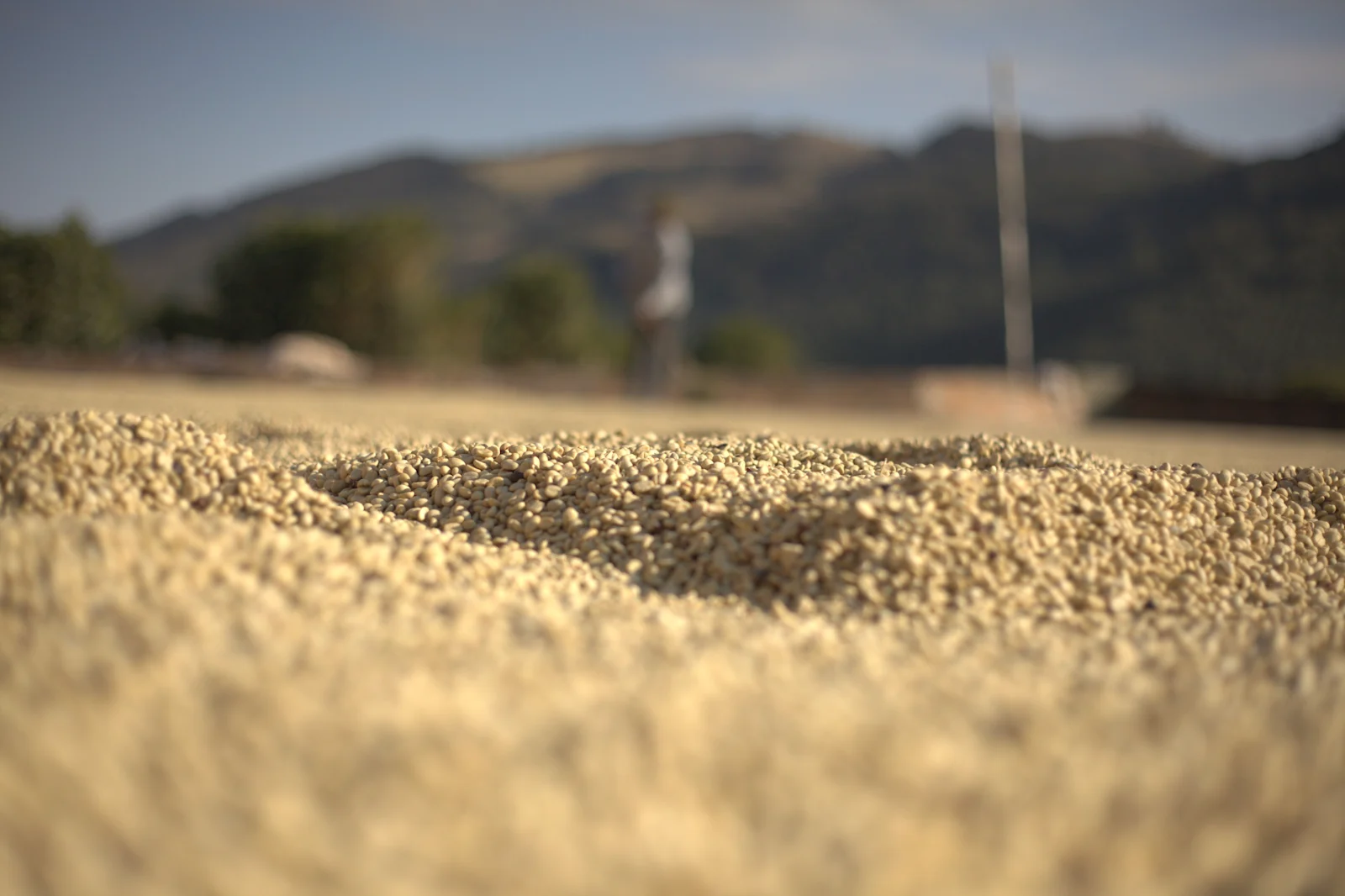dry beans