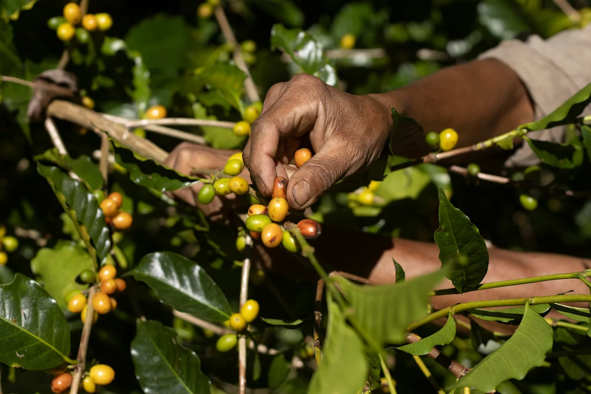 ElEquimite_coffee_cherry