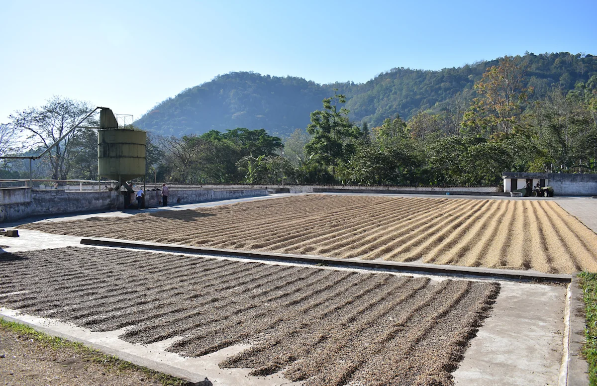 Guatemalan_5