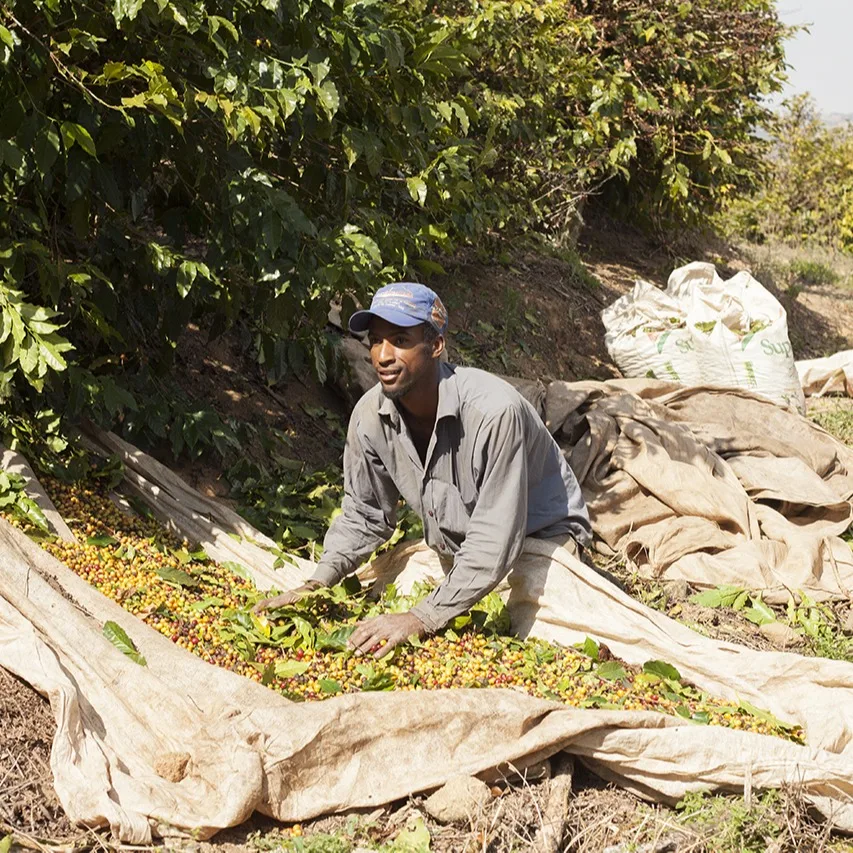 brazil_harvesting