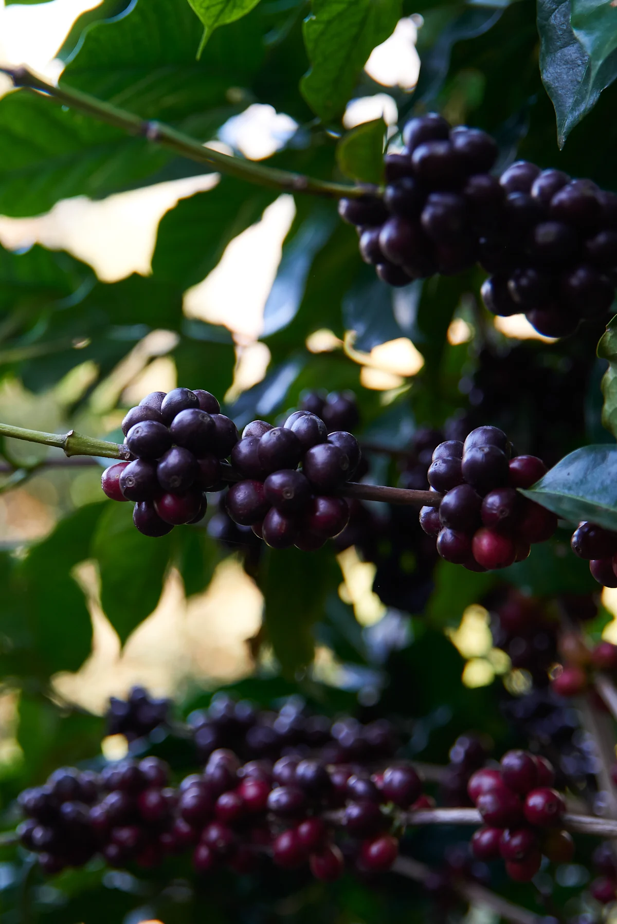 Guatemalan_2
